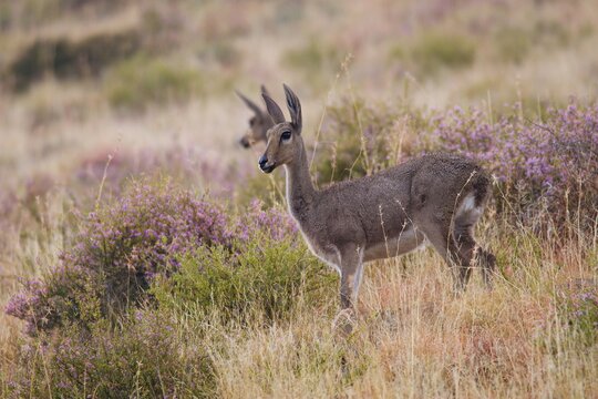 Southern Reedbuck