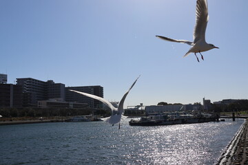 Black-headed gulls on the canal