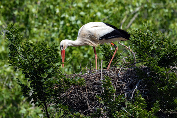 Storch 4