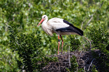 Storch 2