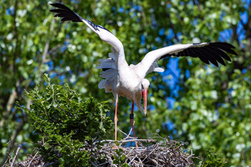 Storch am landen