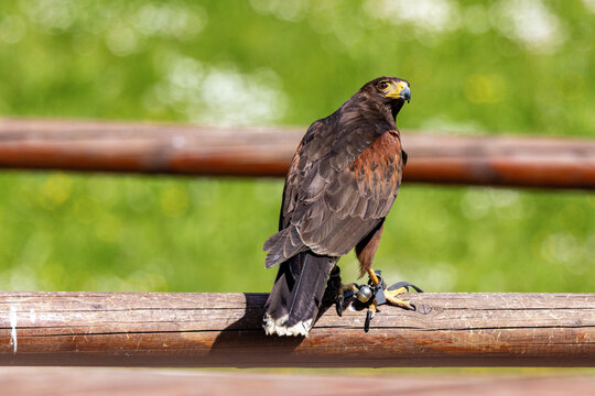 Bussard sitzt