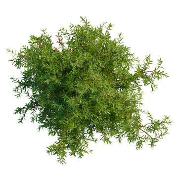 Thuja occidentalis Teddy tree plan, top view, cutout, transparent background, isolate, Vibrant Green Sprig of Rosemary for Natural Designs and Botanical Illustrations