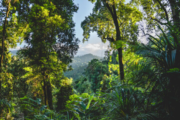 Sun-drenched, eye-level view through a natural window of dense foliage reveals a sweeping mountain landscape covered in thick, tropical rainforest. 