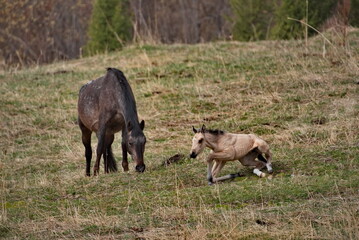 Fototapeta premium Russia. South of Western Siberia, Mountain Altai. A mare with her foal on the free pastures of the mountain valleys of the Ursul River.