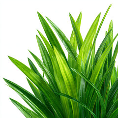 Fototapeta premium Pandan leaves 