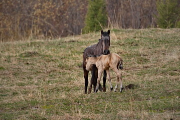 Obraz premium Russia. South of Western Siberia, Mountain Altai. A mare with her foal on the free pastures of the mountain valleys of the Ursul River.
