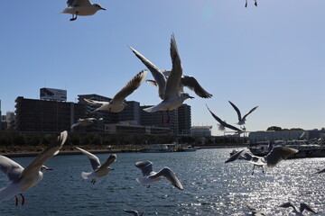 Black-headed gulls dancing wildly in the air