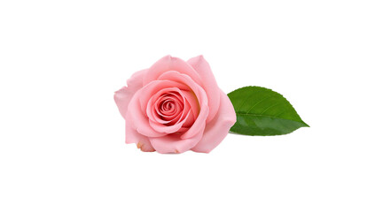 A beautifully detailed, vibrant pink rose blossom with a fresh green leaf, perfectly isolated on a pristine white background, showcasing its delicate petals and natural elegance in high resolution