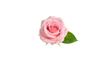 Elegant pink rose blossom with a single vibrant green leaf, beautifully isolated on a clean white background, conveying grace, romance, and natural beauty in a minimalist composition
