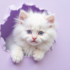 Fototapeta premium Fluffy white kitten with blue eyes peeking through torn purple paper, exuding curiosity and playfulness