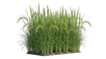 Close-up of green rice stalks with seeds on white background