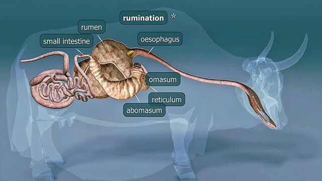Domestic yak chewing cud in rumination, showing multi-chambered stomach and fiber digestion process.