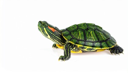 A vibrant red-eared slider turtle with its distinctive red mark and patterned green shell, captured in a clean studio setting, showcasing its detailed features and natural elegance