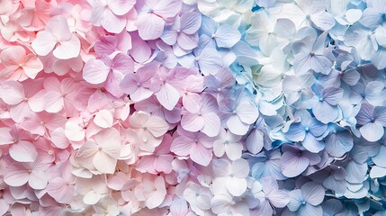 Obraz premium Hydrangea's Pastel Palette: A close-up view unveils a captivating display of hydrangea blossoms, showcasing a delicate interplay of soft pastel hues, creating a mesmerizing tapestry of floral beauty.