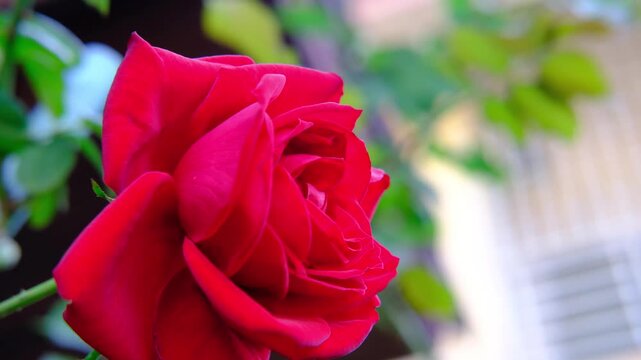 Close up of beautiful red rose blooming in the garden with soft bokeh background.