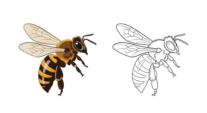 A detailed illustration of a honey bee in flight, presented in both a realistic full-color version and a clean black and white line art outline.
