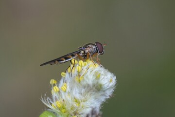 Small Hoverfly Perch On Delicate White Blossom In Spring Time Close-Up Macro Observation