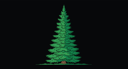Fototapeta premium Tall, majestic fir tree with lush green needles and a sturdy brown trunk, depicted in a classic illustration style on a black background.