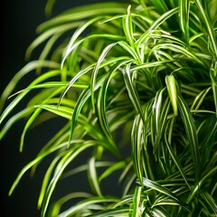 Fototapeta premium Green Marvel: A close-up showcases a vibrant Spider Plant, its lush green and white striped leaves, highlighting the intricate details and freshness of nature.