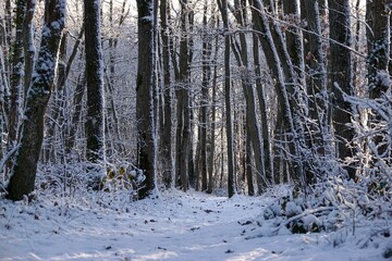 Bois de L&egrave;ves enneig&eacute; en hiver par temps ensoleill&eacute;