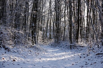 Bois de L&egrave;ves enneig&eacute; en hiver par temps ensoleill&eacute;