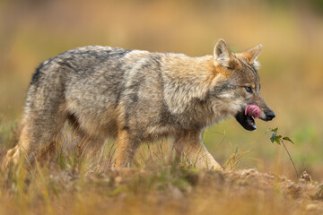Fototapeta premium Young, about five month aged wolf cubs in Finnish taiga forest.