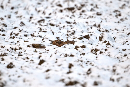 hare in a snow covered field