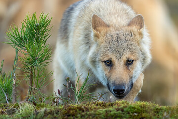 Young, about five month aged wolf cubs in Finnish taiga forest.