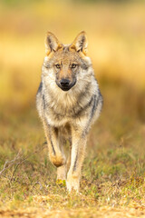 Fototapeta premium Young, about five month aged wolf cubs in Finnish taiga forest.