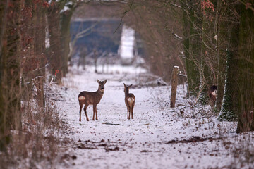 roe deer in the snow