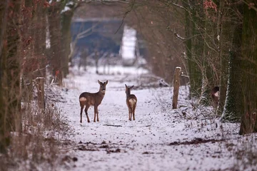 Selbstklebende Fototapeten Rehe roe deer in the snow  © Duvekot Fotografie