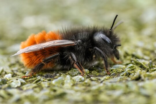 Closeup on a colorful hairy female European orchard mason bee, Osmia cornuta resting on a piece of wood