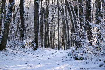 Bois de L&egrave;ves enneig&eacute; en hiver par temps ensoleill&eacute;