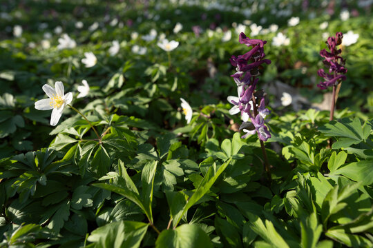pink-flowered Corydalis cava and white flowered wood anemone (Anemonoides nemorosa) covering the forest ground in spring as  spring ephemeral