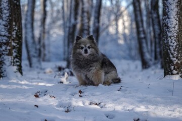 Petit chien spitz crois&eacute; chihuahua en for&ecirc;t enneig&eacute;e 