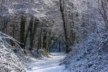 Chemin de balade dans le bois de L&egrave;ves par temps enneig&eacute; et ensoleill&eacute; en hiver