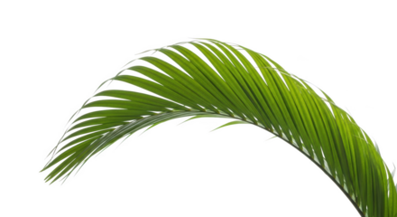 Bright green palm frond with delicate white edges curving gracefully against a background isolated on a transparent background