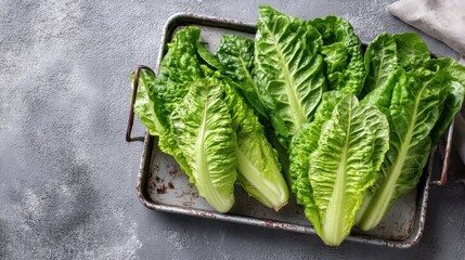 Naklejka premium Fresh organic romaine lettuce leaves on rustic tray.