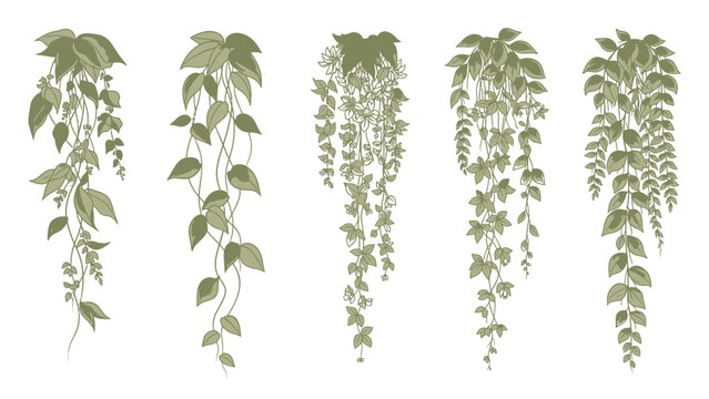 Set of Five Hanging Greenery Plants Illustration, Botanical Decor Elements, Vector Art