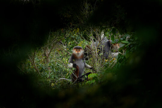 The rare red-shanked douc lives in the forests of Vietnam. A troop of red langurs in the Asian jungle. A family of red monkeys in the forest during the summer.