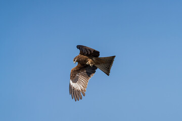 A Black Kite (Milvus migrans) soars in flight against the sky, its wings fully spread, displaying graceful movement, a sharp silhouette, and a powerful raptor form in natural light.