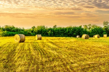 Fototapete Gelb amazing hay stack summer field with golden hay grass on the ground and round stacks on foreground and amazing sunset green valley landscape on background  © Yaroslav