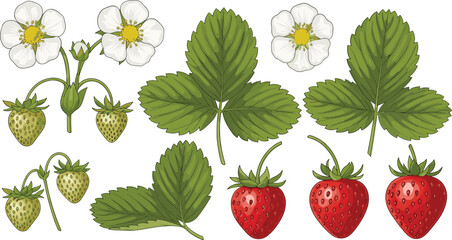 Fresh strawberries and leaves with flowers illustration © Mofajjol