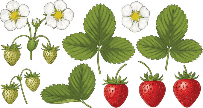 Fresh strawberries and leaves with flowers illustration