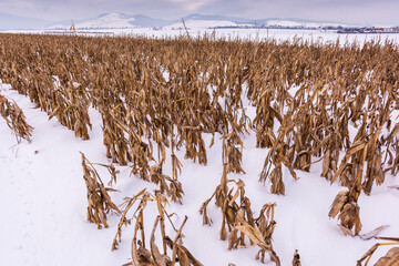 Snow-covered cornfield with cornstalks and ears of corn after an early winter snowstorm halted the late harvest in Romania, showing agriculture impacted by extreme weather.