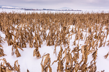 Snow-covered cornfield with cornstalks and ears of corn after an early winter snowstorm halted the late harvest in Romania, showing agriculture impacted by extreme weather.