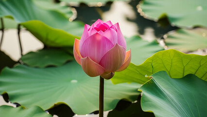 A beautiful pink lotus bud surrounded by green lily pads