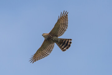 Shikra (Accipiter badius) in flight with wings extended, captured mid-air showing sharp talons, barred plumage, and agile raptor form against a clear natural background.