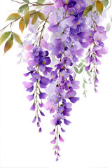 wisteria flowers cascade gracefully in soft shades of purple and lavender, captured in an elegant watercolor style on a clean white background